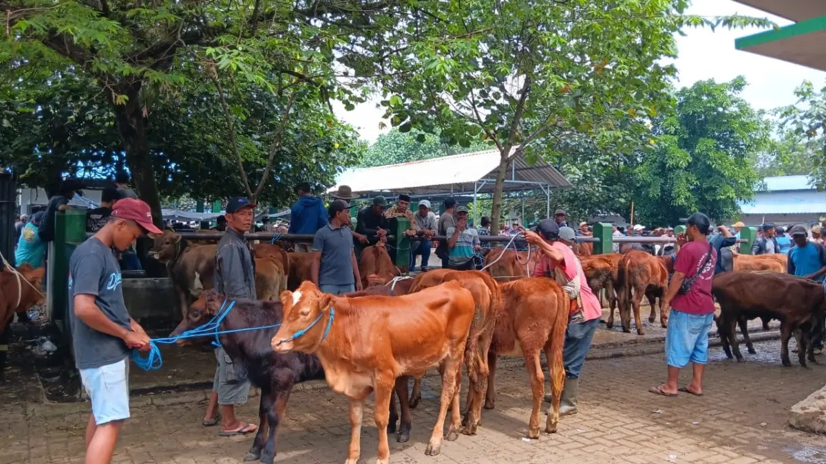 HARI BESAR: Pedagang dan pembeli sapi untuk hewan kurban memadati area Pasar Hewan di Singosari, Kabupaten Malang kemarin.