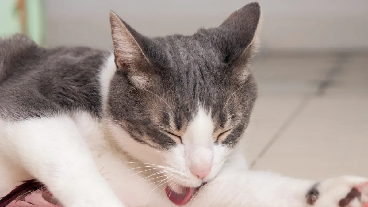 Meski tidak dapat berkembang biak di kulit manusia, kutu kucing dapat menular dan menimbulkan rasa gatal dan bentol kemerahan. (Freepik).