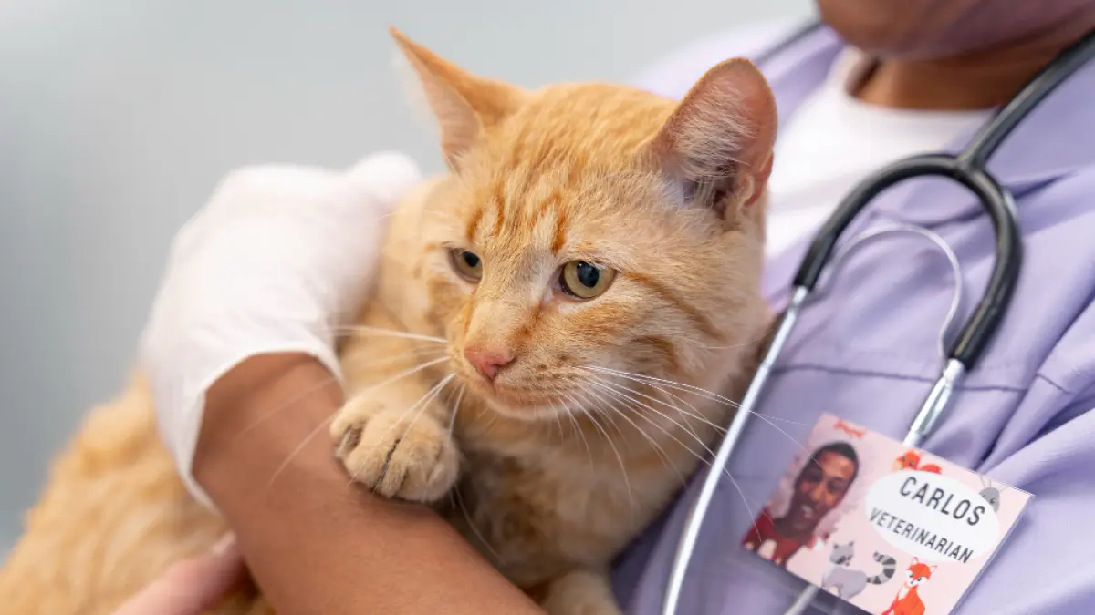 FLUTD pada kucing dapat berakibat fatal apabila tidak segera ditangani. (Freepik).