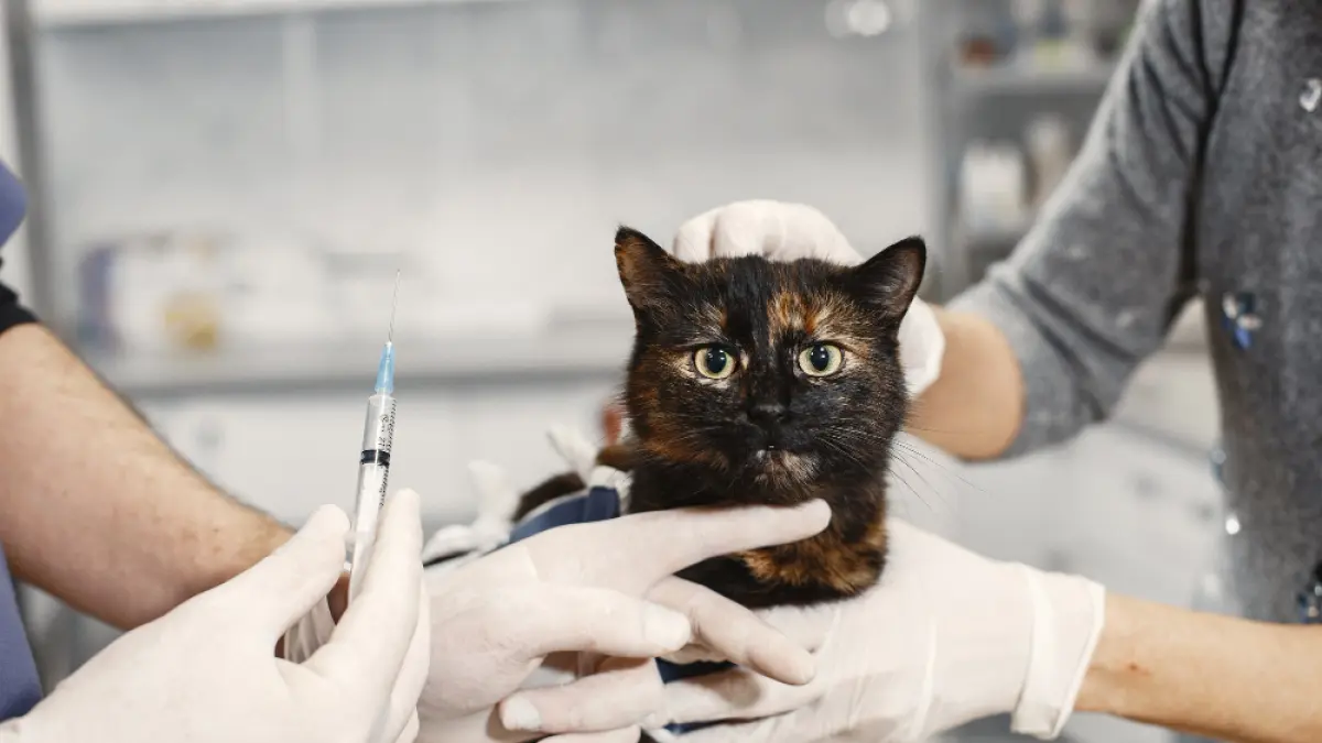 Terdapat berbagai jenis vaksin yang bisa melindungi kucing dari infeksi virus dan bakteri. (Freepik).