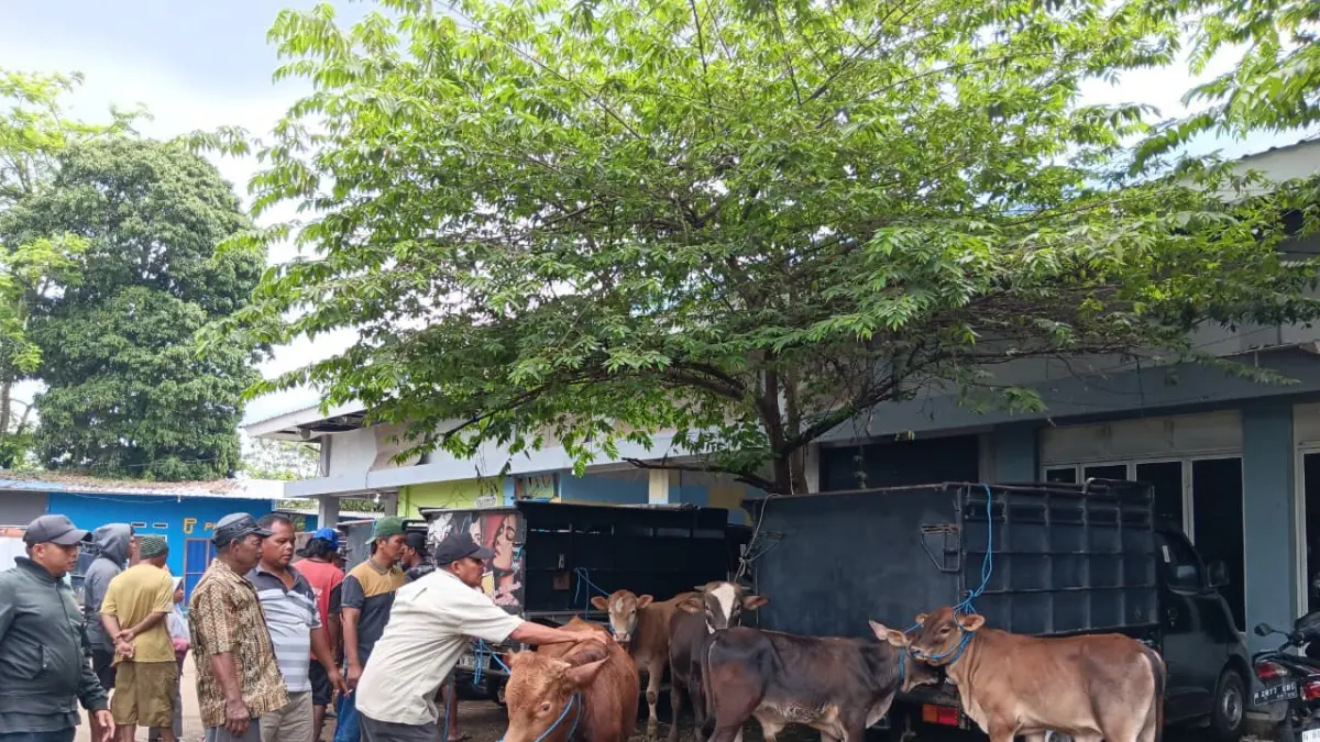 Sapi di pasar hewan singosari