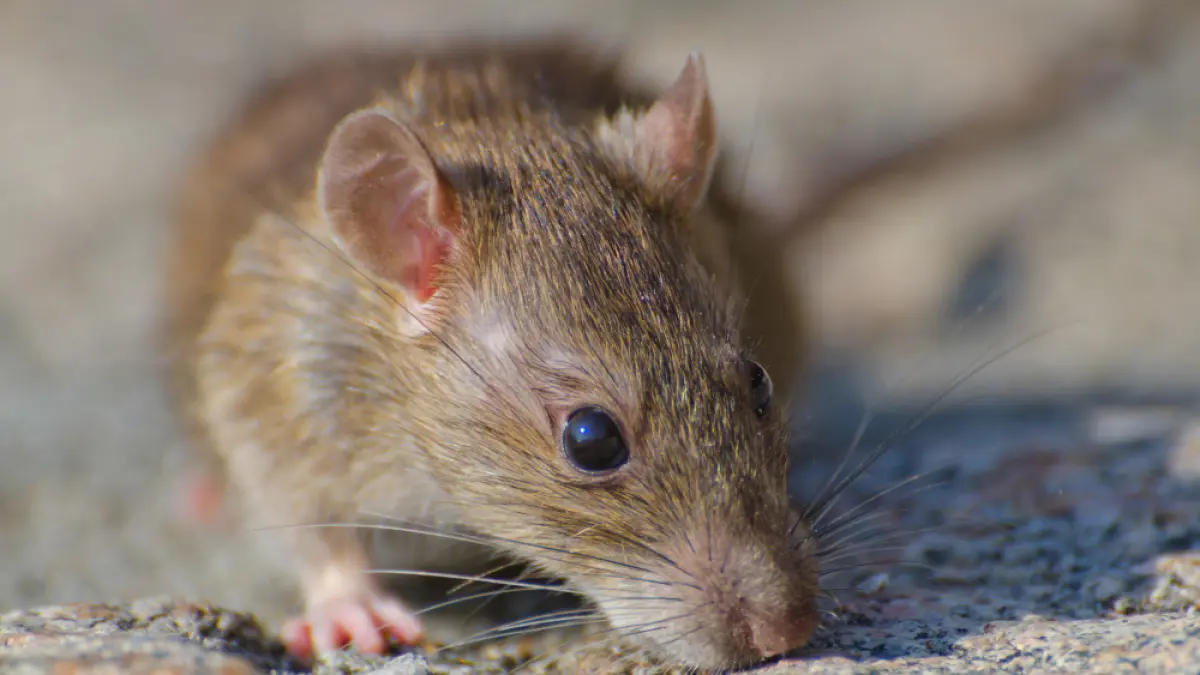 Tikus dapat menularkan Hantavirus pada manusia melalui kotoran, air liur, serta urinenya. (Freepik).