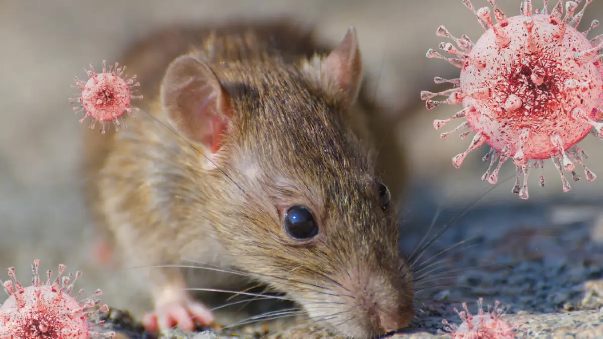 Illustrasi Hantavirus