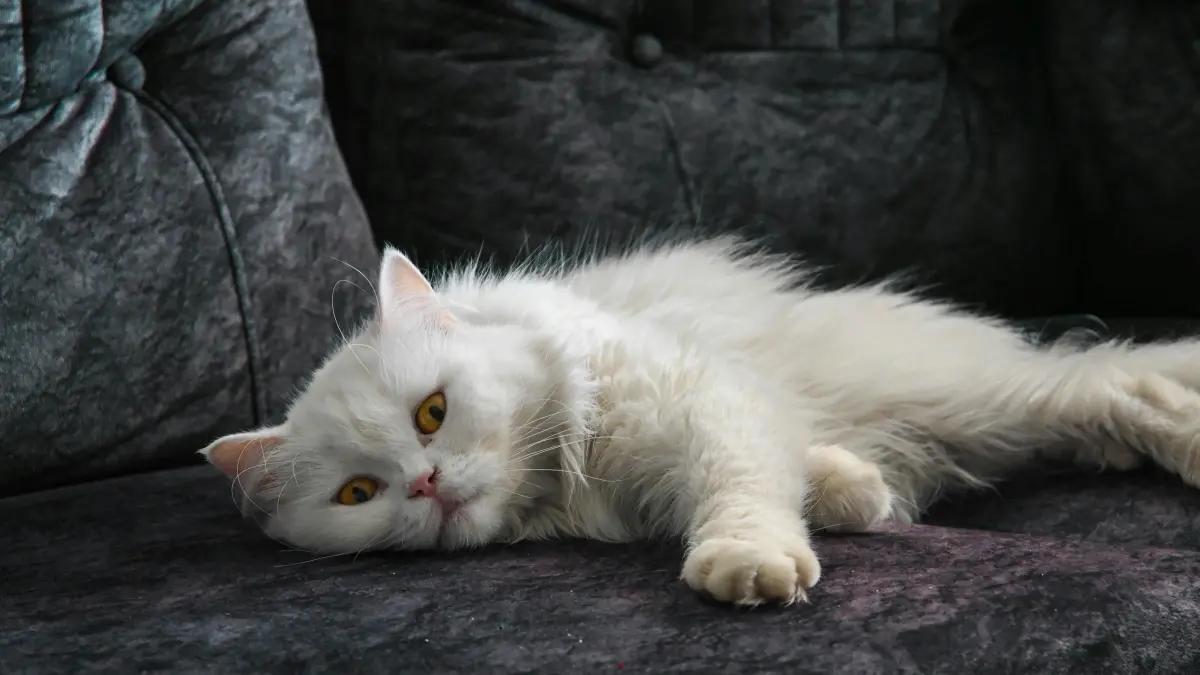 Jangan Langsung Percaya, Ini Penjelasan soal Bulu Kucing dan Mandul (Source: Pexels/@AyushShakya)
