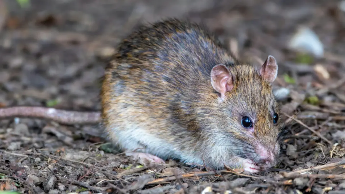 Waspada Tikus di Rumah! Ini Langkah Pencegahan Virus Hanta Sehari-hari (Source: Pexels/@Siegfried Poepperl)