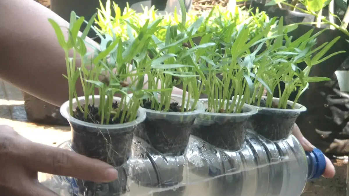 Cara Mudah Budidaya Cabai dan Bawang Menggunakan Botol Bekas (Source: YouTube/@Sumar Farm) 