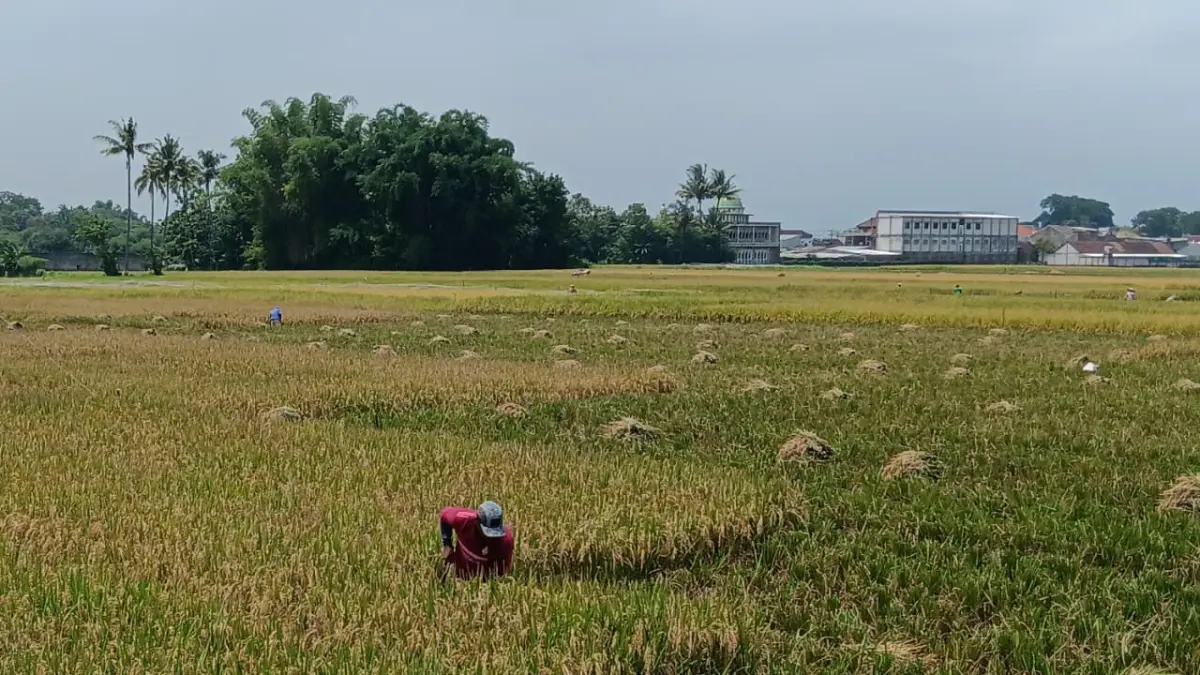 Petani di Desa Sekarpuro, Pakis, melakukan panen padi. (Indah Mei Yunita/Radar Malang)
