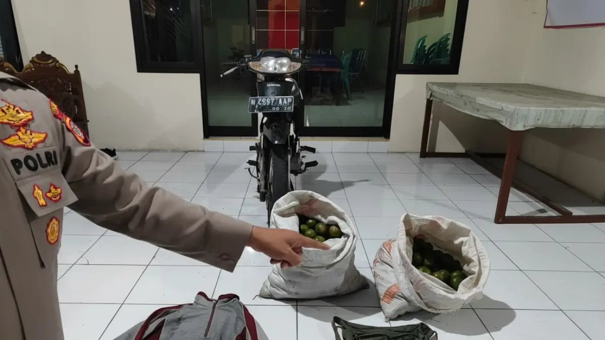 Polisi menunjukkan barang bukti jeruk yang dicuri JV dan RW. (Humas Polres Malang)