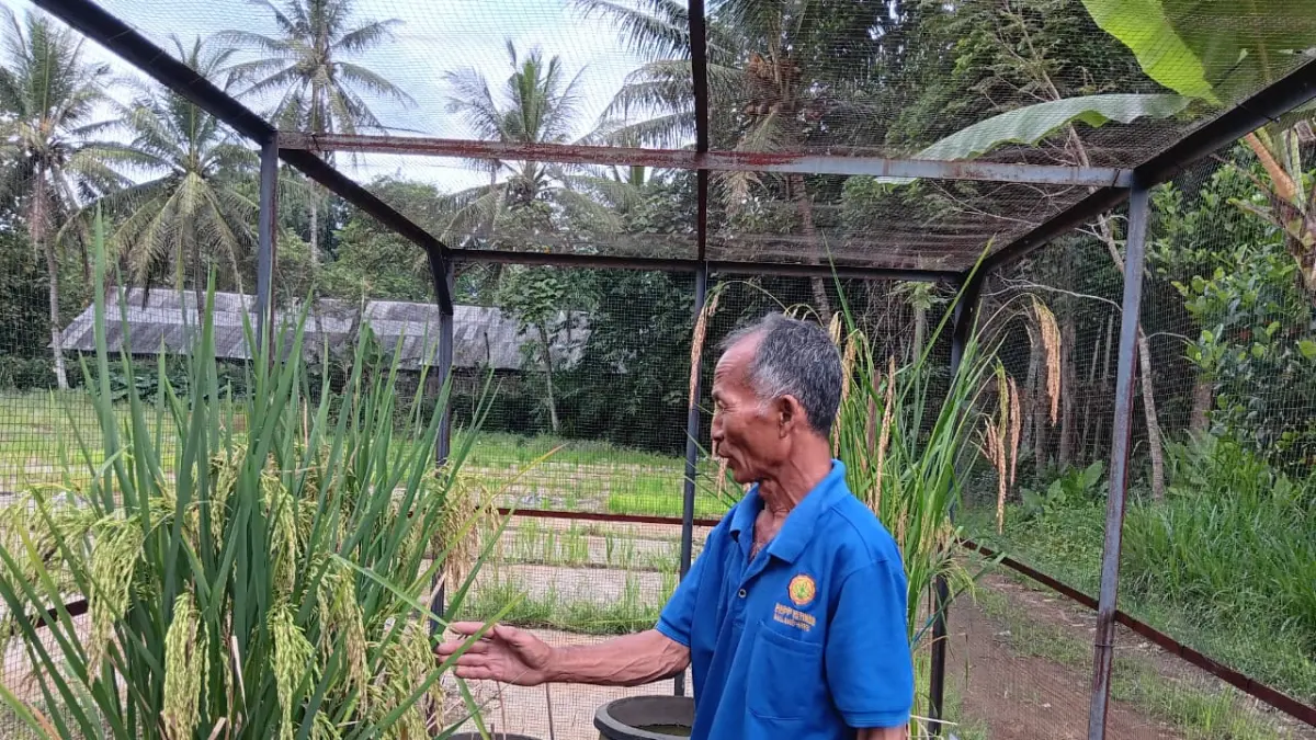 Ngateman menunjukkan padi sukma yang dibudidayakan. (Indah Mei Yunita/Radar Malang)