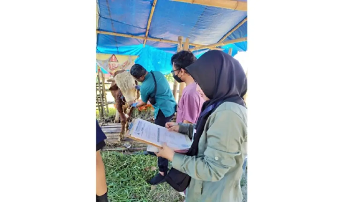 DICEK: Dokter hewan bersama staf Dispangtan Kota Malang melakukan pengecekan di salah satu pedagang sapi di Kelurahan Jatimulyo, Jumat (22/5). (Dispangtan Kota Malang For Radar Malang)