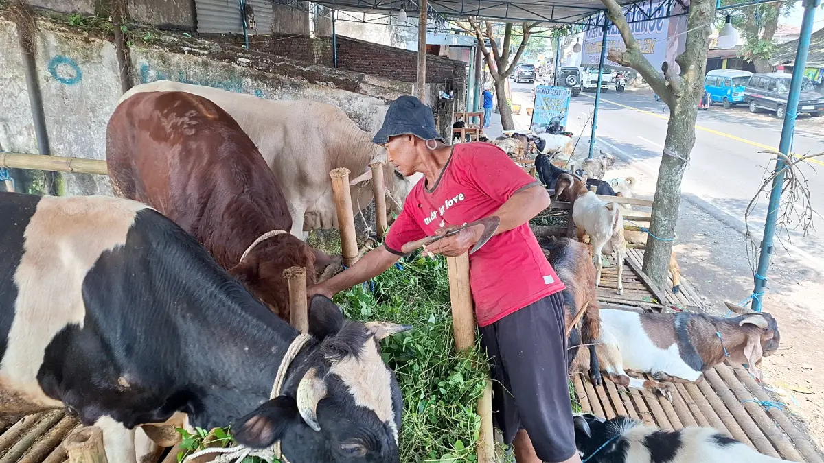 NAIK TURUN: Roi Langga, penjual hewan kurban di Kelurahan Gadang, Kecamatan Sukun mengecek beberapa kambingnya, kemarin (23/5). (Ramizard Rafsanjani/Radar Malang)