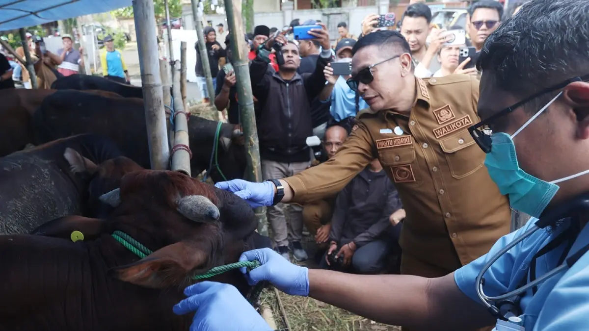 PASTIKAN AMAN: Wali Kota Malang Wahyu Hidayat ikut mengecek kondisi sapi yang dijual di Jalan Saxophone Nomor 1, Kelurahan Jatimulyo, Kecamatan Lowokwaru. (Darmono/Radar Malang)
