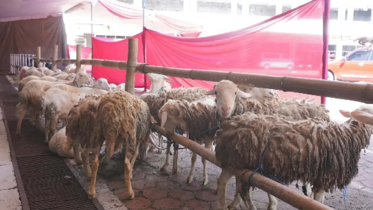 MERATA: UMM menjamin kualitas dan kelayakan seluruh hewan yang disalurkan.