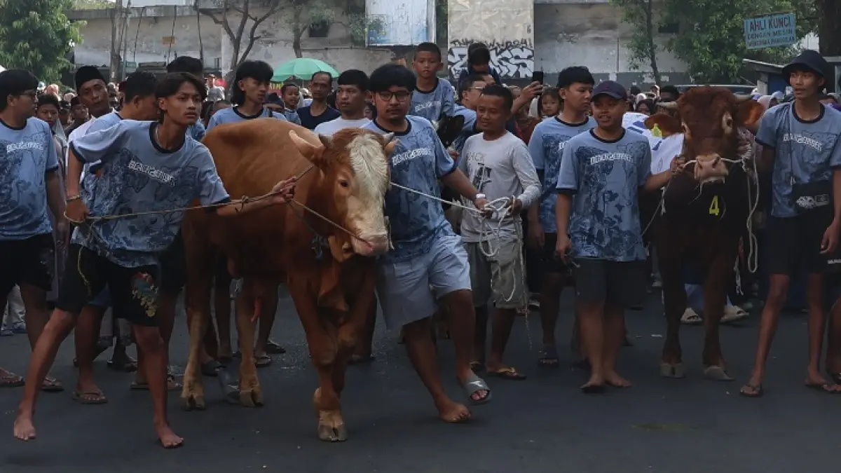 KEARIFAN LOKAL: Warga di Jalan Prof Moh Yamin atau Kidul Pasar, Kecamatan Klojen melakukan arak-arakan hewan kurban, kemarin. (Darmono/Radar Malang)