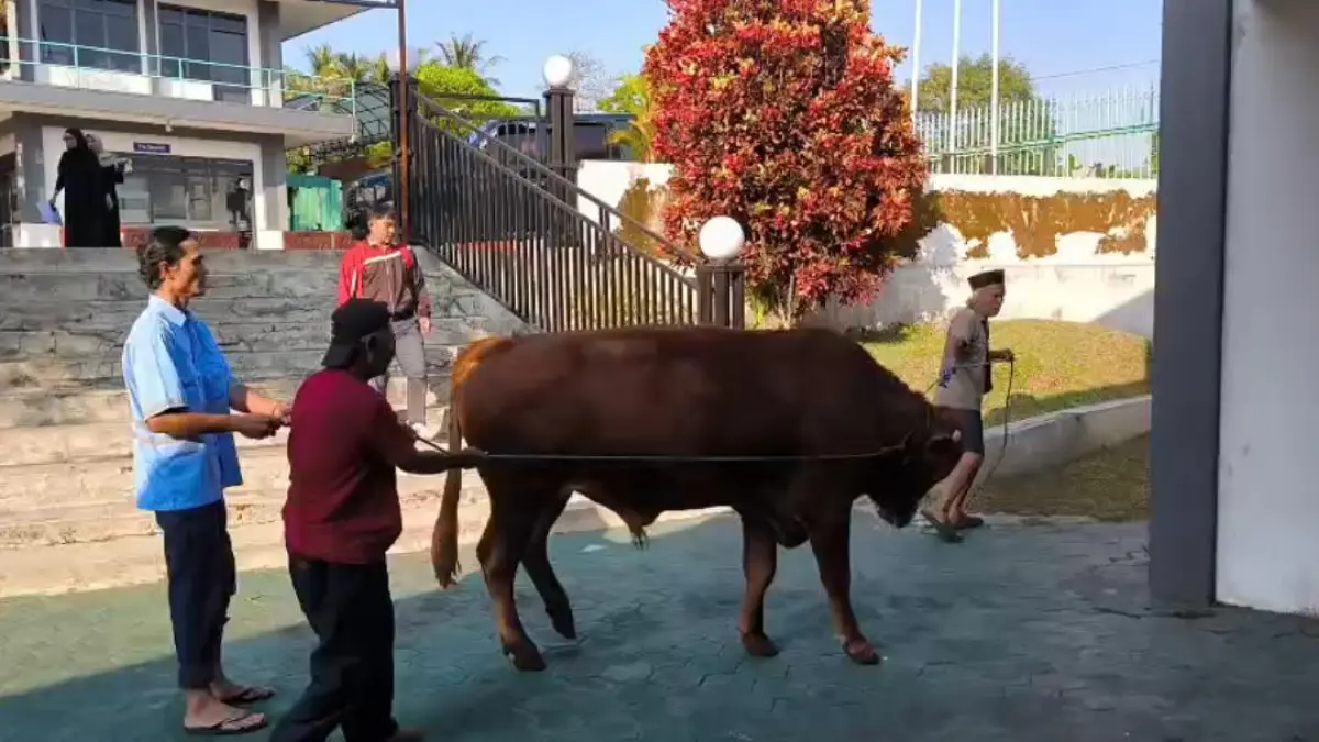 Perwakilan PT Ekamas Fortuna membawa sapi yang hendak disembelih untuk hewan kurban.