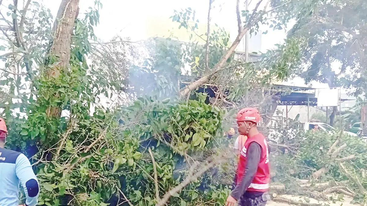 PENANGGULANGAN: Personel BPBD Kabupaten Malang mengevaluasi pohon tumbang yang menutup ruas jalan beberapa waktu lalu.