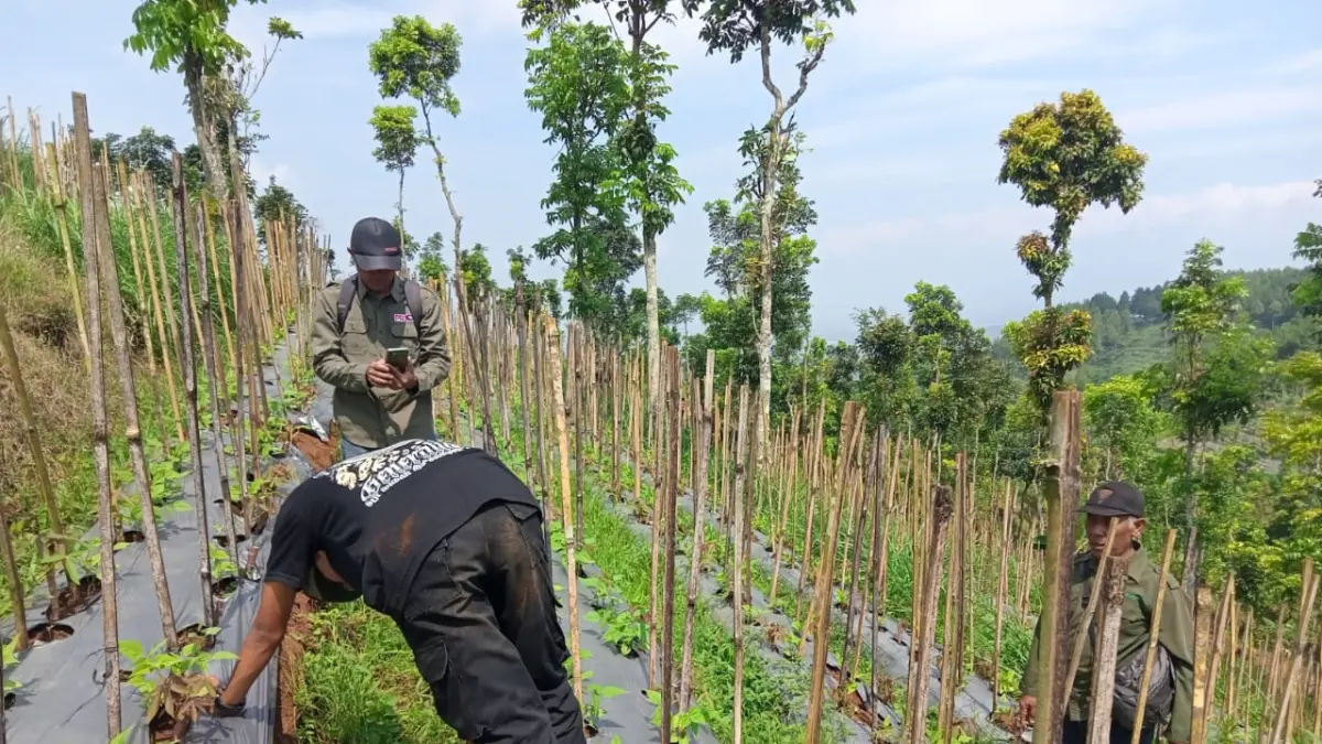 Reboisasi di kawasan hutan yang gundul