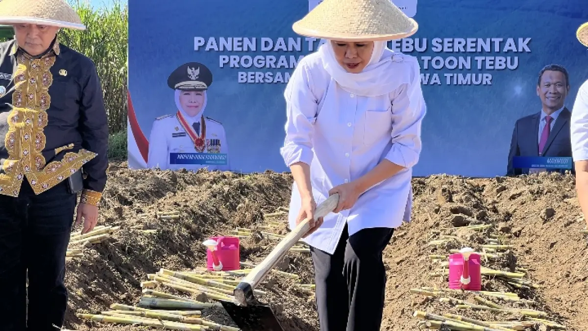 SEMANGAT: Gubernur Jatim Khofifah Indar Parawansa saat ikut Panen dan Tanam Tebu Serentak pada Program Bongkar Ratoon Tebu di Kabupaten Malang, pagi ini (18/6).