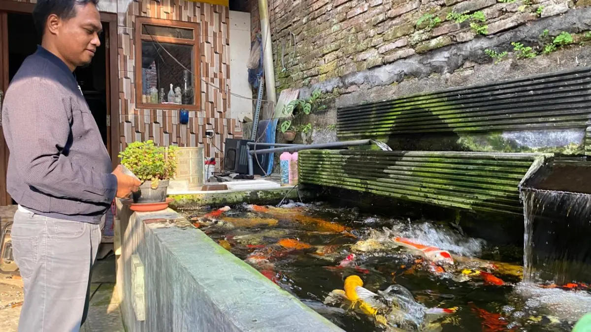 Pemilik Bhi Koi Malang, Bhirawan Suhendri memantau kondisi ikan budidayanya. (Nabila Amelia/Radar Malang)