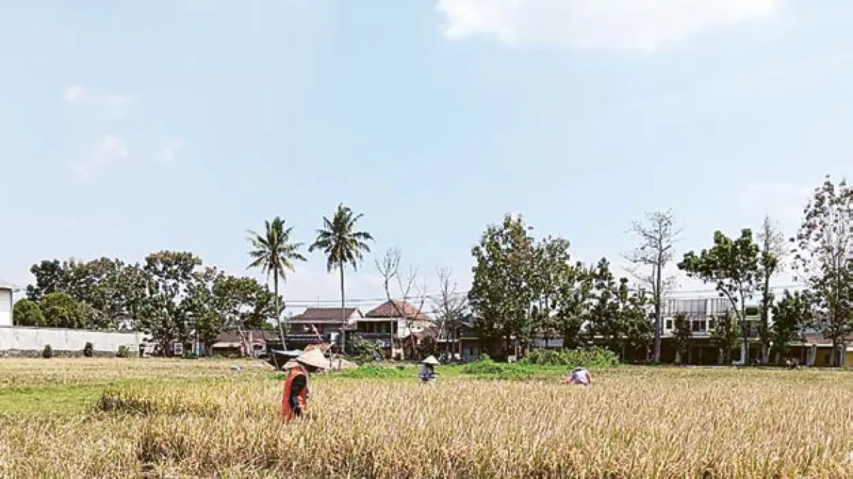 PERTANIAN: Sebagian petani padi di Desa Genengan, Kecamatan Pakisaji panen, namun ada yang sudah menanam kembali.