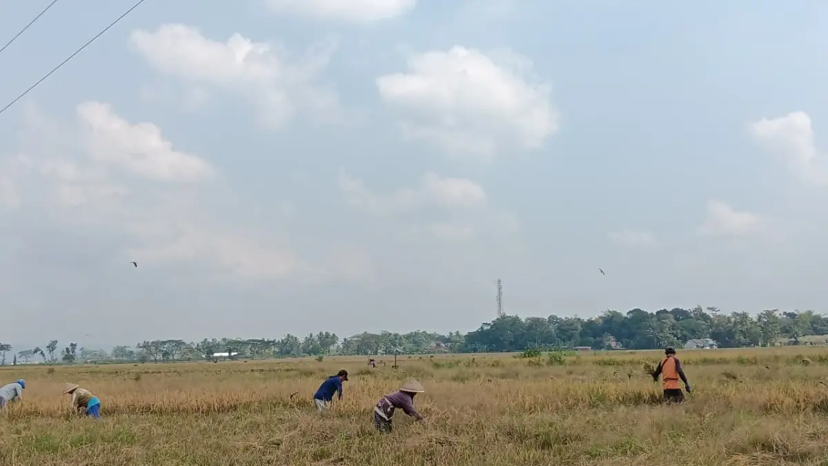 pertanian warga Kepanjen, Kabupaten Malang