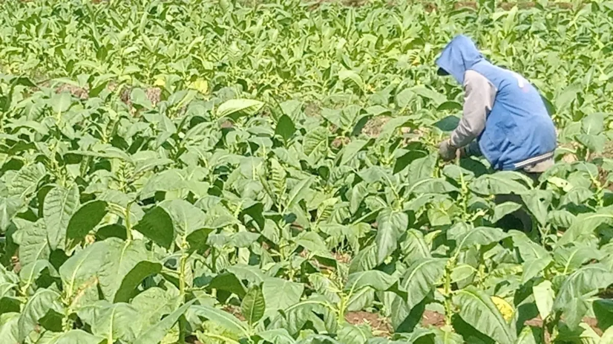 Petani memanen tembakau