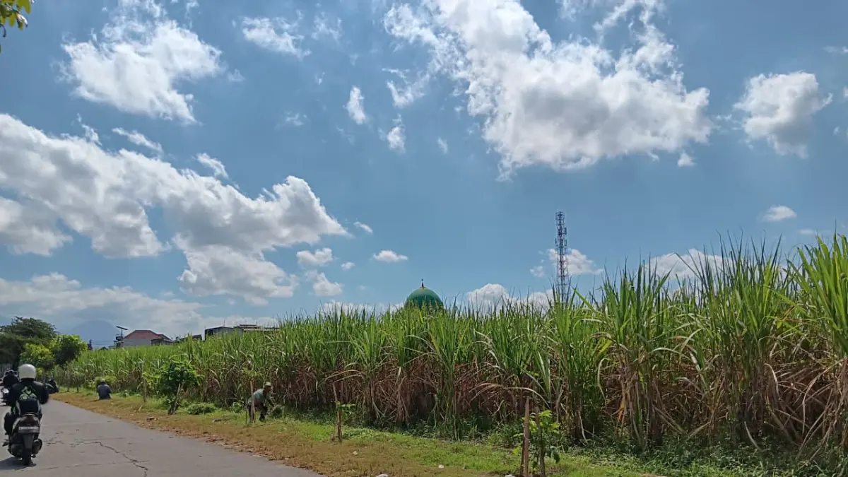 Tebu di Kabupaten Malang berpotensi meningkat produktivitasnya jika sistem pertanian yang diterapkan bagus