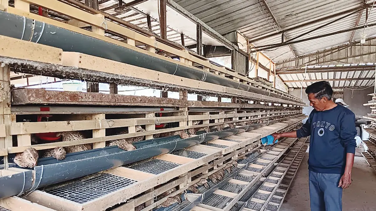 MERUGI: Seorang peternak di Desa Jedong, Kecamatan Wagir memeriksa buyung puyuh di kandang secara rutin.