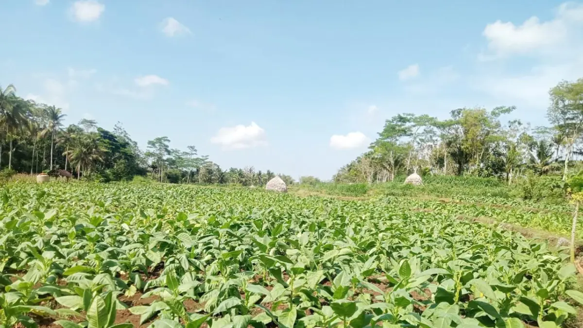 PERTANIAN: Tanaman tembakau menghambar di ladang Bumi Kanjuruhan beberapa waktu lalu. Setelah dipanen, biasanya dikirim ke berbagai daerah.
