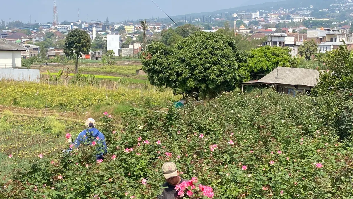 PANEN MENYUSUT: Salah seorang petani di Desa Sumberejo, Kecamatan Batu panen mawar kemarin (17/7).