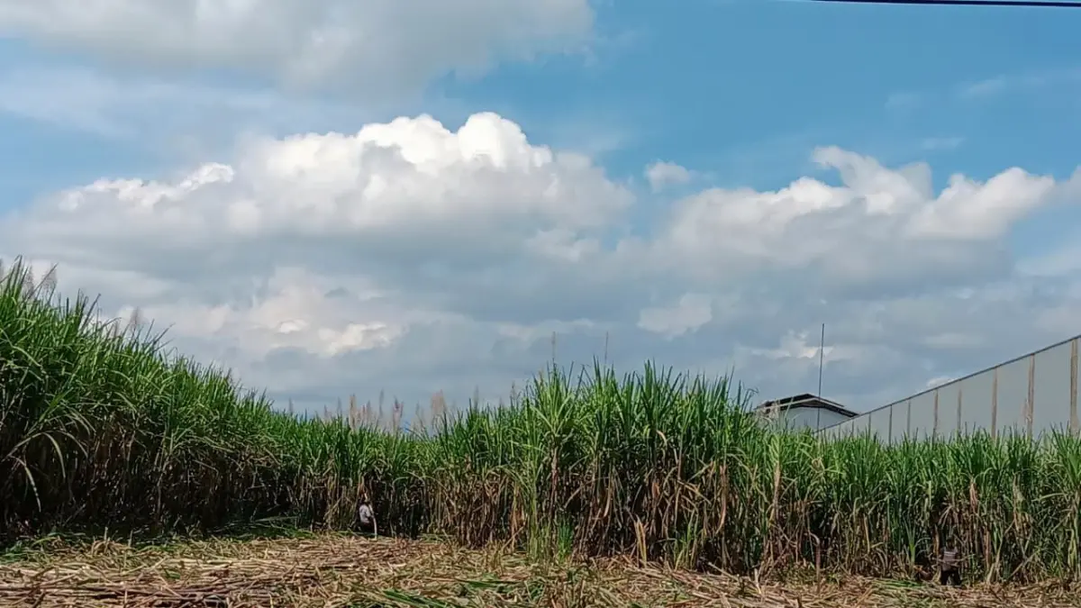 PANEN: Seorang pekerja menebang tebu di lahan Desa Asrikaton, Kecamatan Pakis kemarin (17/7). Produksi terus meningkat seiring perluasan lahan.