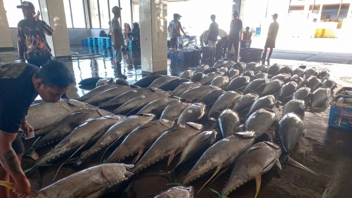 Deretan ikan tuna sirip kuning hasil tangkapan nelayan memenuhi Tempat Pelelangan Ikan (TPI) Pelabuhan Pondokdadap, Sendang Biru, Kecamatan Sumbermanjing Wetan pekan lalu. (Dinas Perikanan Kabupaten Malang)