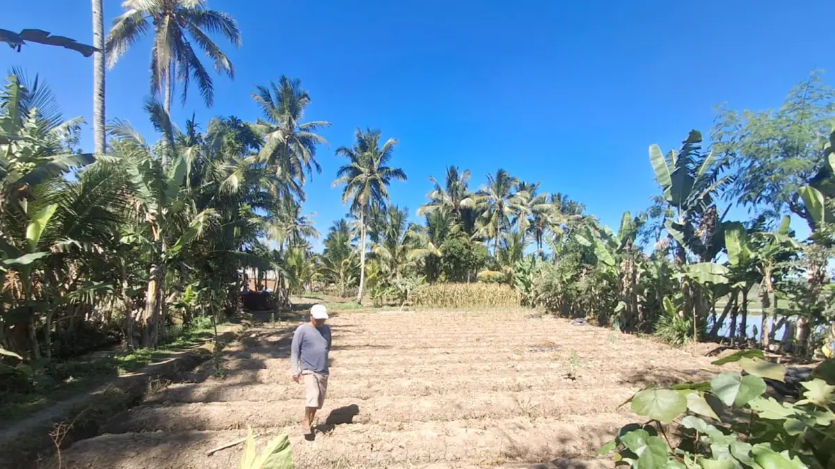 DILINDUNGI: Umar, Ketua RW 3 Kelurahan Tlogowaru, Kecamatan Kedungkandang meninjau lahan pertanian miliknya, kemarin (20/7). (foto: Nabila Amelia)