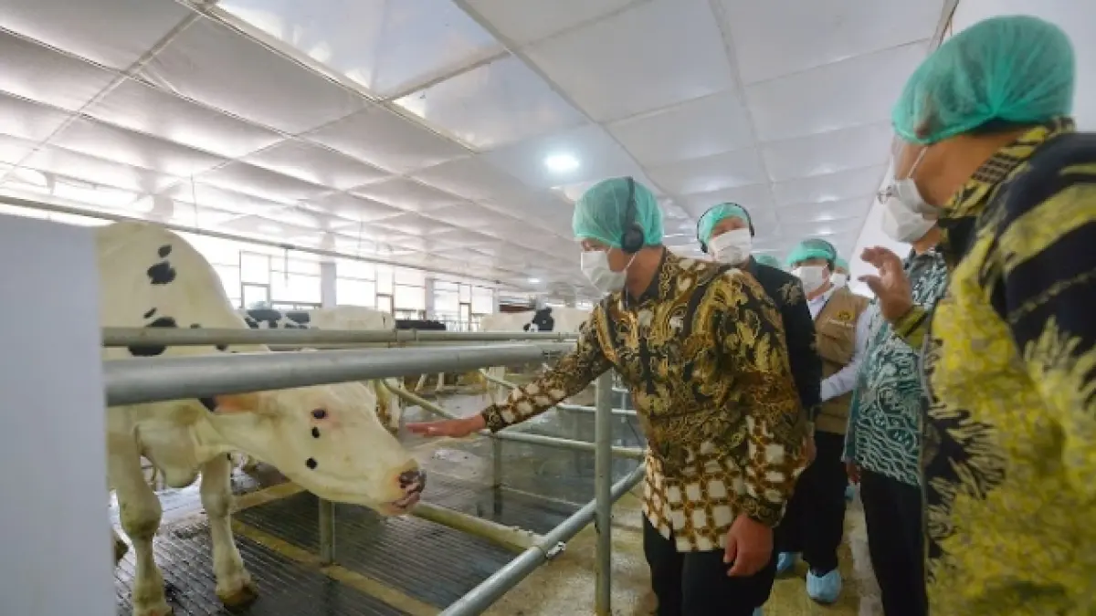SEHAT: Sapi perah impor dari PT Nestlé Indonesia