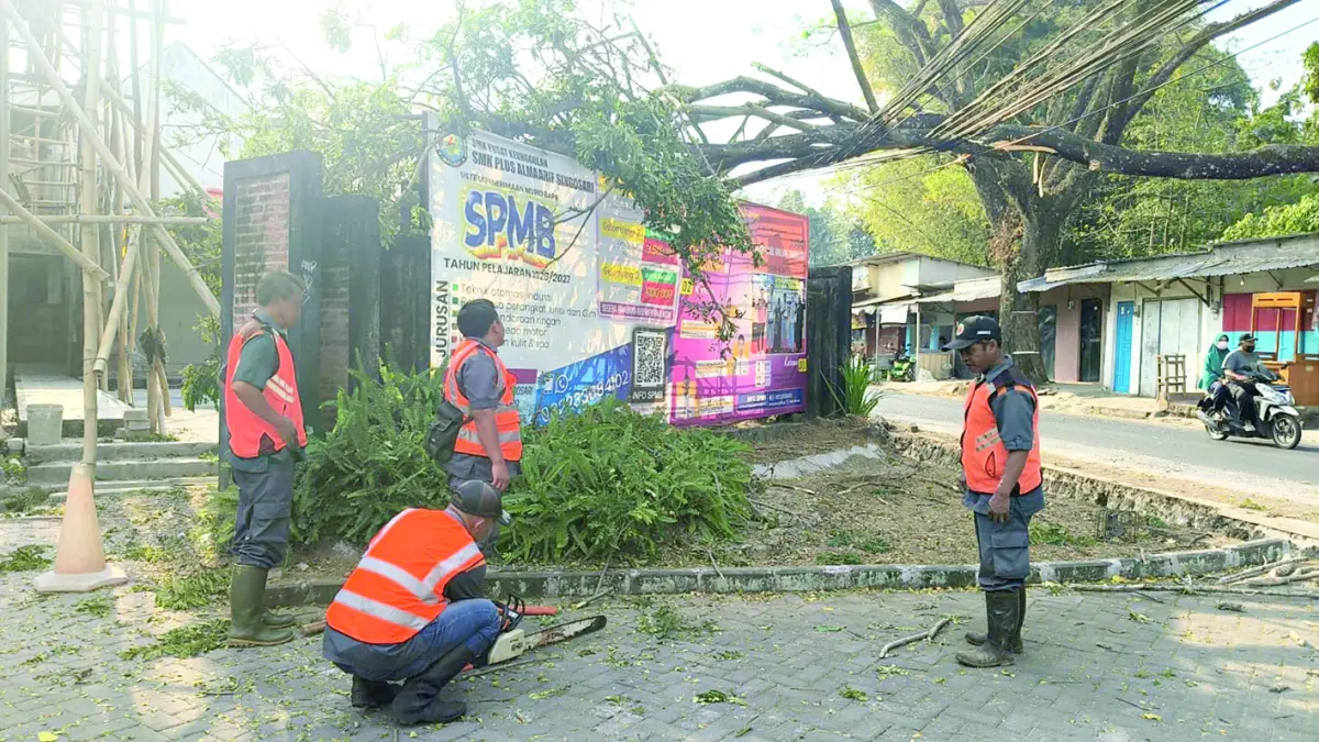 Pohon tumbang di Candirenggo, Kecamatan Singosari