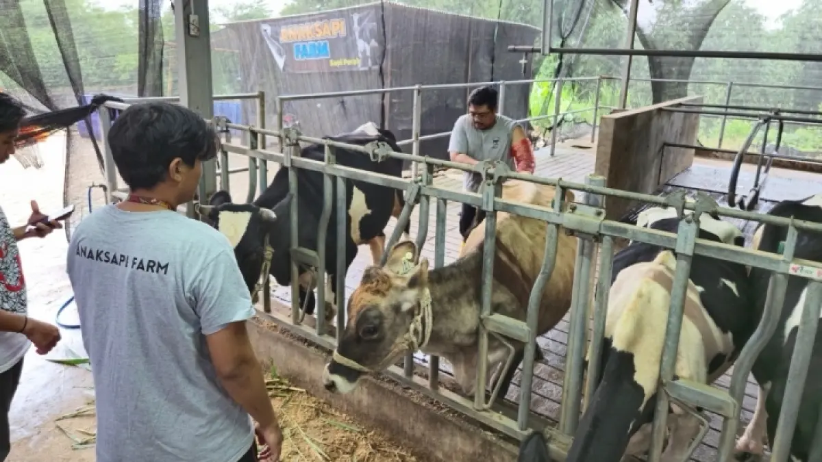 BERKEMBANG: Usaha peternakan sapi perah di Karangploso, Malang.