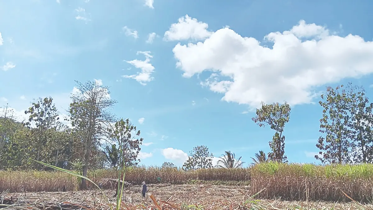 PERTANIAN: Petani memanen tebu di musim kemarau. Banyak yang resah lantaran produktivitas menurun.