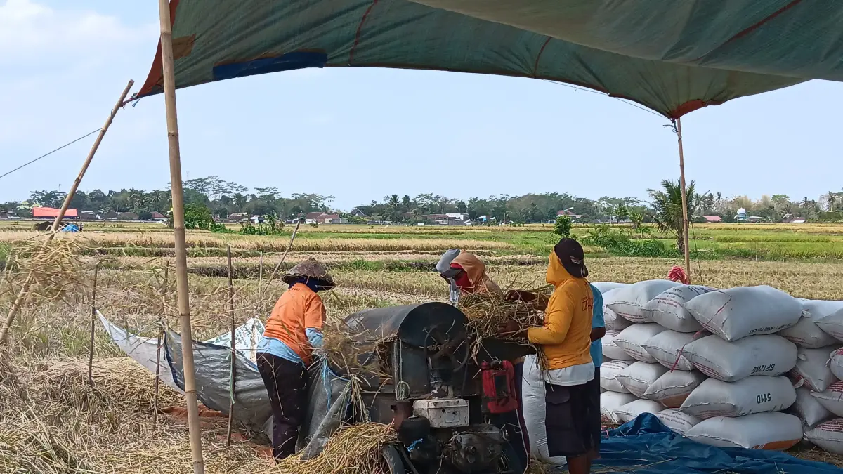 Petani di Desa Ngebruk, Desa Sumberpucung beberapa waktu lalu yang menggunakan pupuk subsidi.