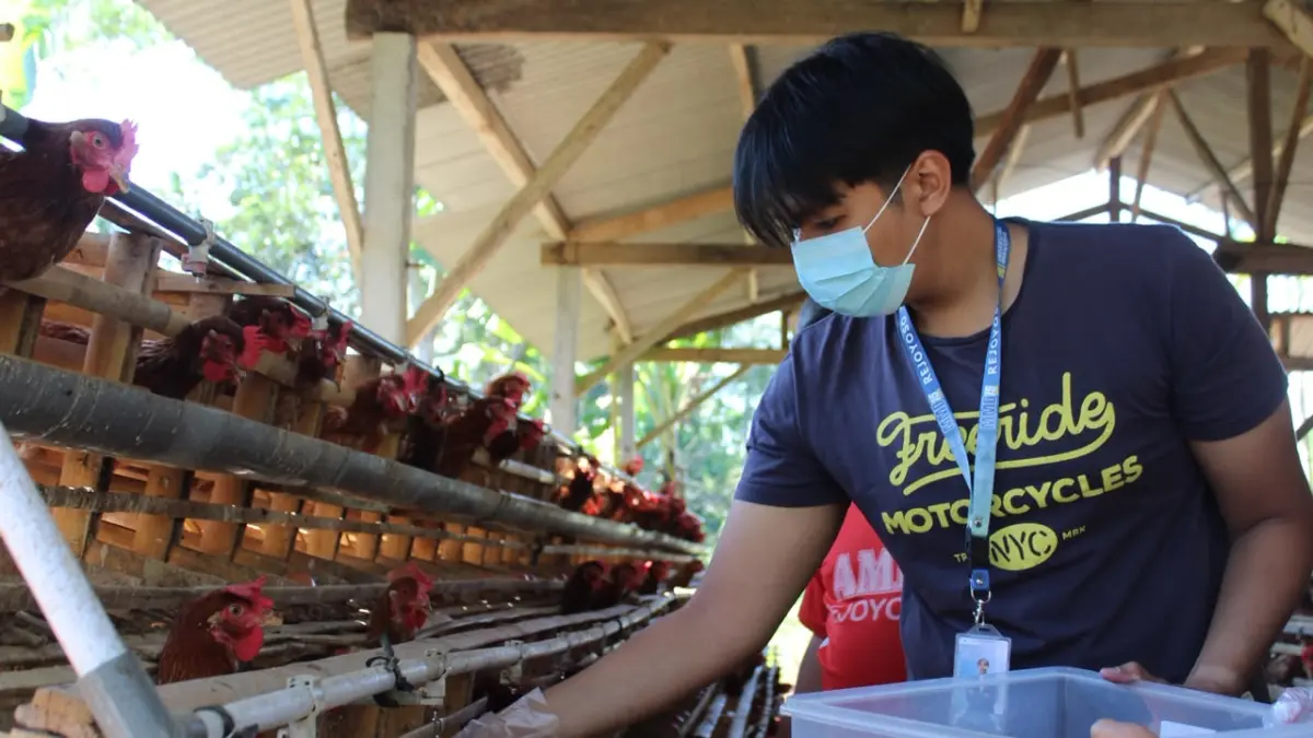 Syauqi Amrullah Ismail memberikan pakan maggot langsung kepada ayam petelur milik warga. (Foto: Hanif/Radar Malang)