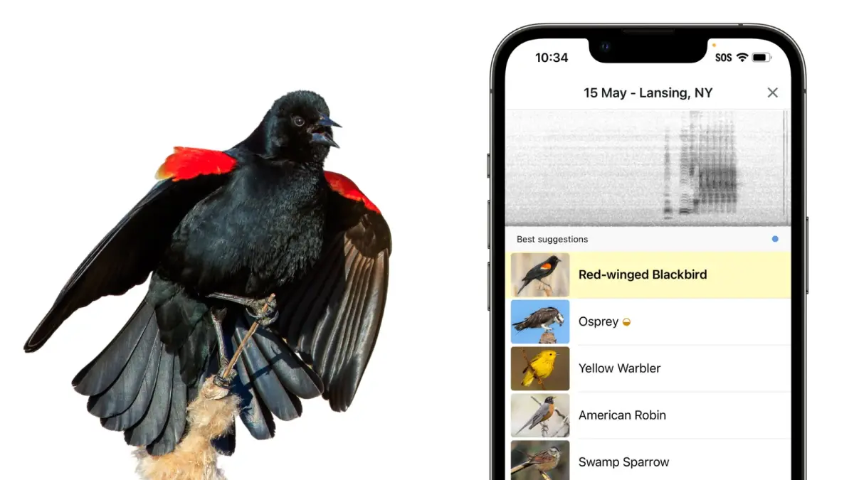Tampilan halaman aplikasi Merlin Bird ID by Cornell Lab. (Sumber: merlin.allaboutbirds.org)