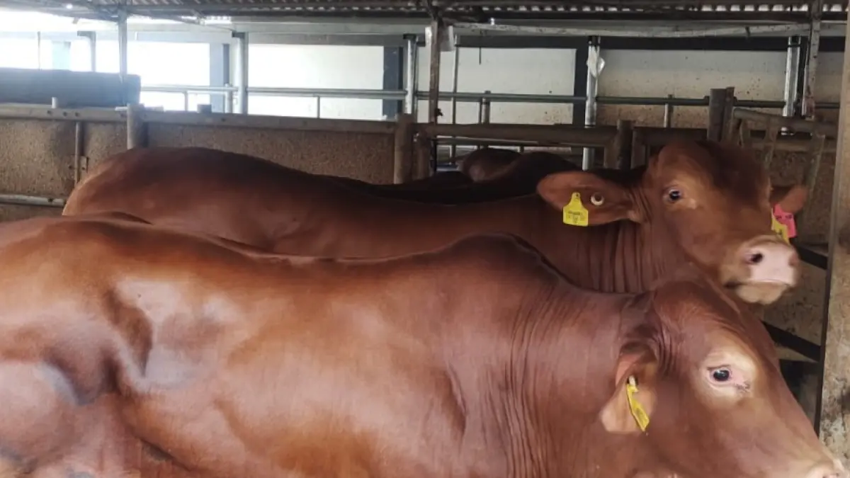 PENUHI KEBUTUHAN: Sapi dari Australia yang didatangkan Dispangtan Kota Malang untuk menjaga stok di pasaran. 