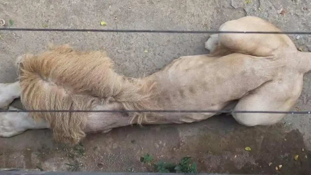 Kondisi menyedihkan seekor singa di Jatim Park 2. Sumber: Instagram/@donihendaru.