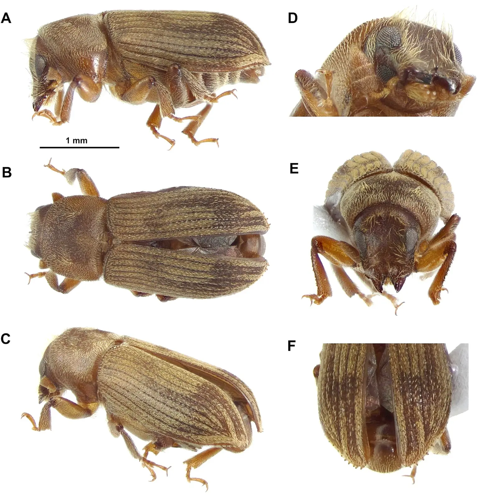 Spesies baru kumbang ambrosia diberi nama Hyorrhynchus takakumaensis.