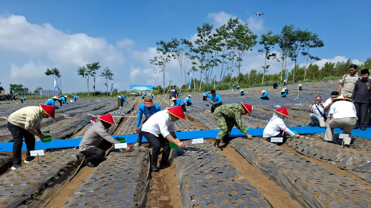 Para petani menanam bibit bawah putih secara serentak di sawah Dusun Kenongo, Desa Sumbersuko, Kecamatan Wagir, Kabupaten Malang, Jawa Timur