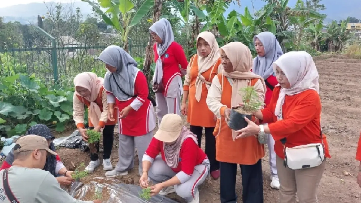 ILMU BARU: Pelatihan budidaya jahe merah dan stevia di lahan demplot yang dipandu oleh Adi Setiawan, S.P., M.P., Ph.D.