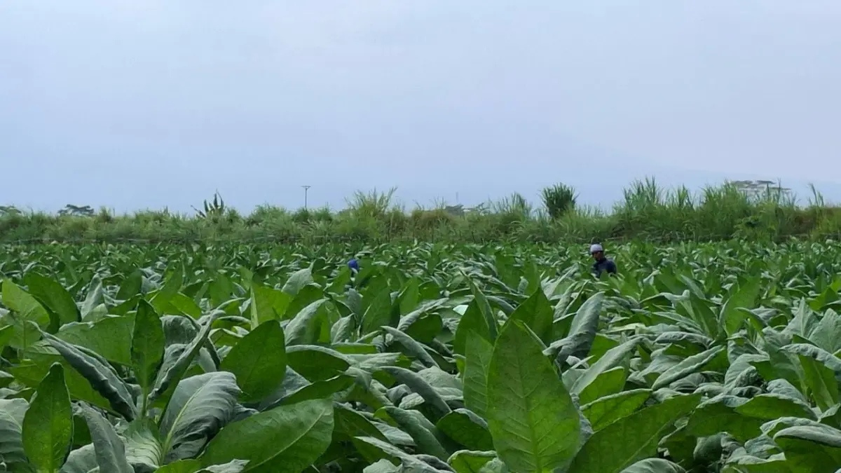 TARGET TINGGI: Petani memanen tembakau di Karangploso beberapa waktu lalu.