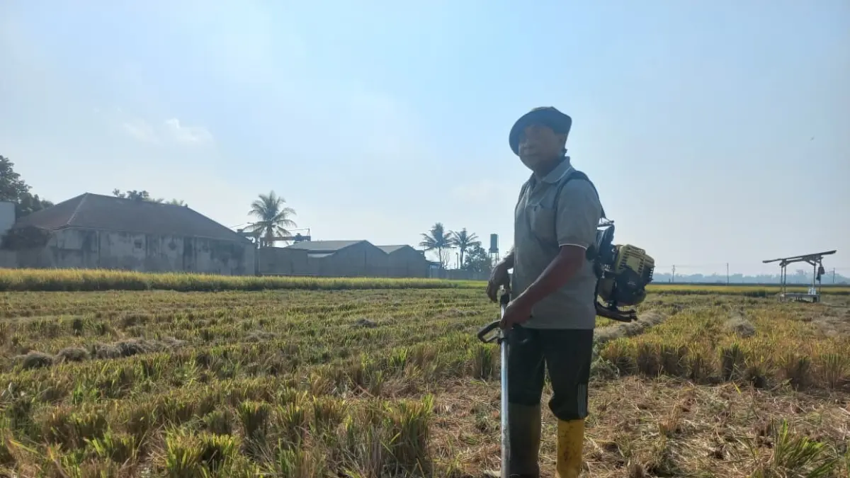 Petani padi di Desa Genengan, Kecamatan Pakisaji, Kabupaten Malang, Jawa Timur membersihkan lahan sebelum memasuki musim tanam