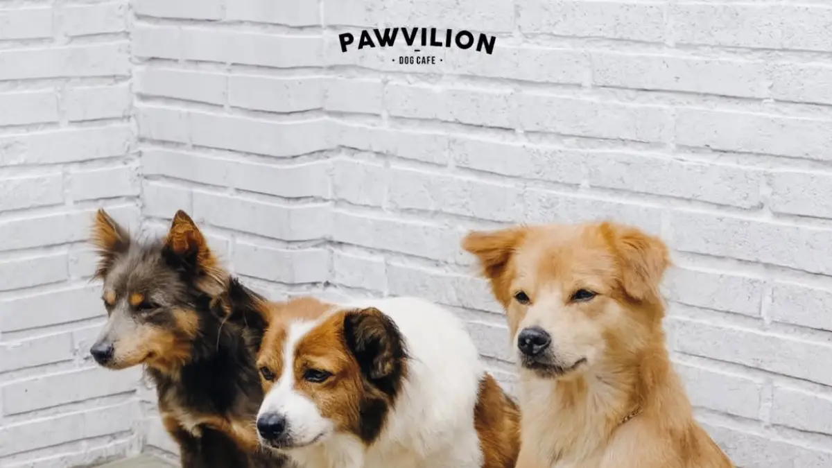 Pawvilion Dog Cafe di Malang yang menawarkan konsep nongkrong sambil bermain bersama anjing. Sumber: Instagram /@pawviliondogcafe