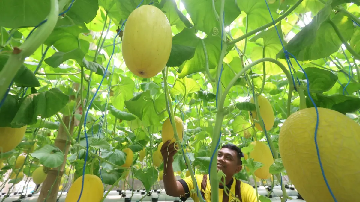 TERUS BERINOVASI: Doni Amiraharjaw, salah satu warga di Kampung Semar, Arjosari menunjukkan melon jenis sweet lavender yang dikembangkannya. (Darmono/Radar Malang)
