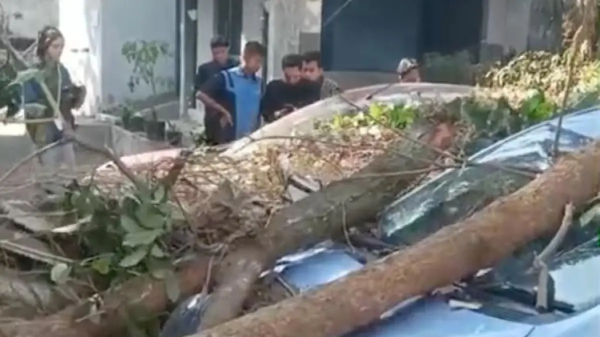 TERDAMPAK: Dua mobil yang terparkir di Jalan Terusan Cibogo, Kelurahan Penanggungan, Klojen terdampak pohon tumbang, kemarin. (potongan video warga)